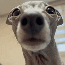 GIF 이미지