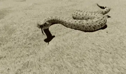 Rattlesnake Strike