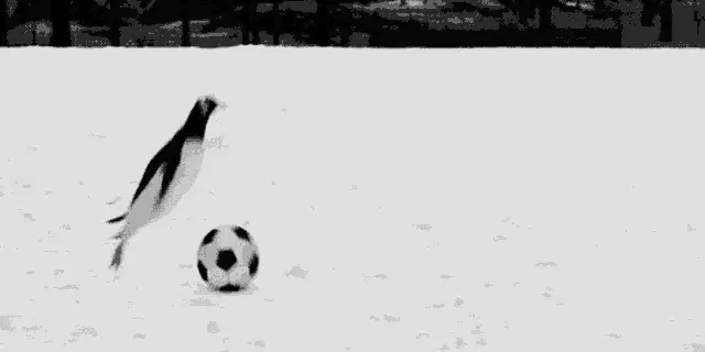 Mr Poppers Penguins: Penguin Playing Soccer