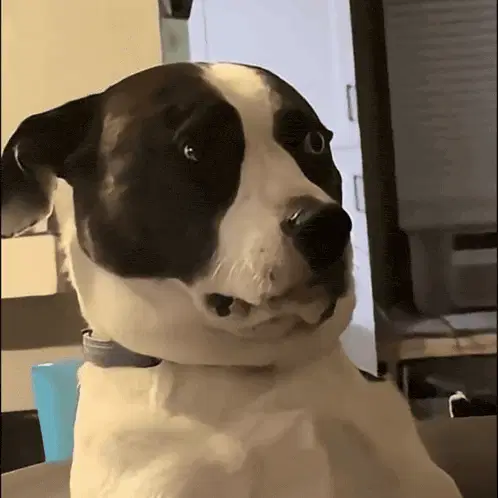Don James Trades Dog's Suspicious Look – dog memes meme GIF free download no watermark 2026