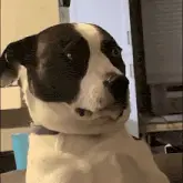 Don James Trades Dog's Suspicious Look