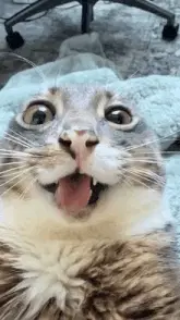 Rigby the Cat's Hilarious Surprised Face