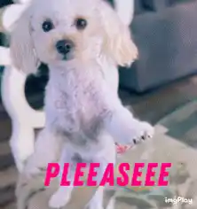 Cute Dog Begging - Pleeaseee