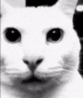 GIF naložil Johnny
