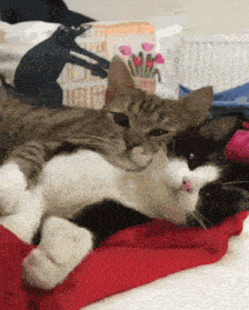 Adorable Cats Cuddling on a Red Blanket