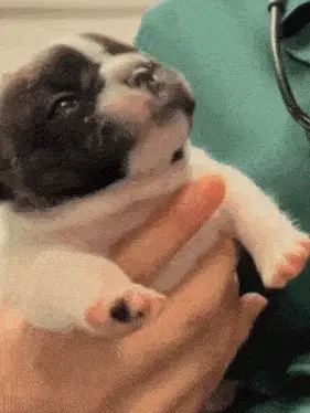 Cute Puppy Gets Medicine
