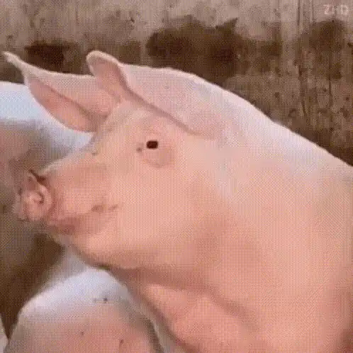 Cute Pig Looking at Camera