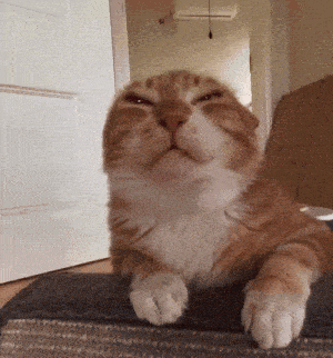 Klipy GIF