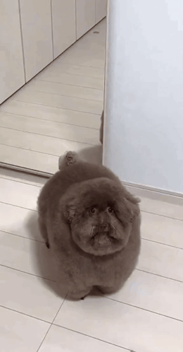 Scoobert Dog's Unique Fluffy Grooming