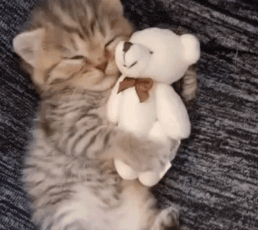 Cute Kitten Cuddles Plushie
