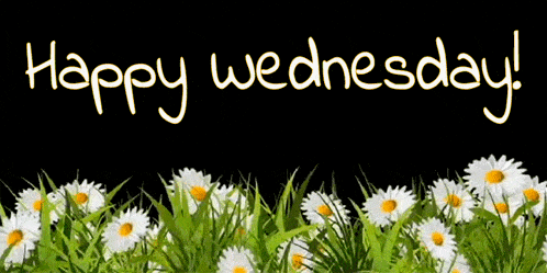 Happy Wednesday with Daisies