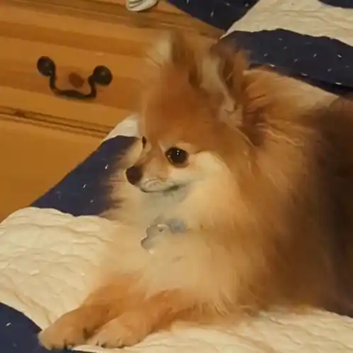 Concerned Pomeranian Dog Side Eye