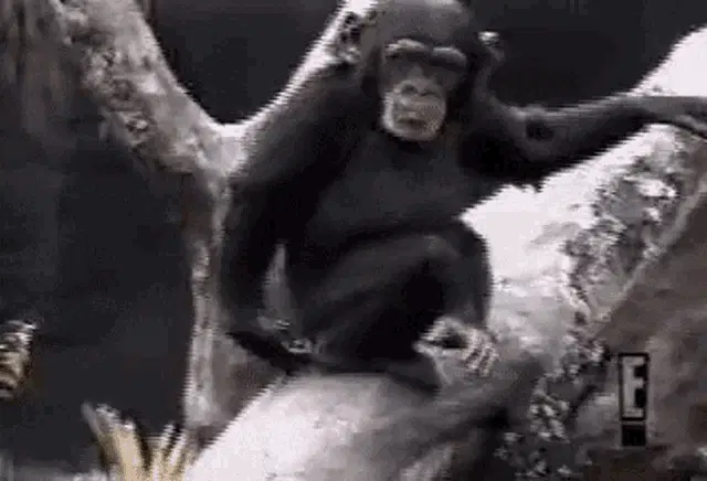 Breno Brenstad: Chimp's Butt Scratch