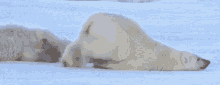 GIF uploaded by ms Mia