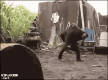 GIF