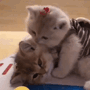 Cute Kittens Kissing