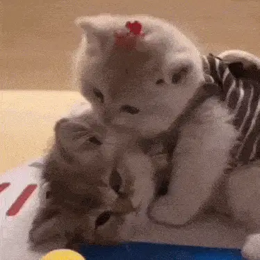 Sped-up-kiss-cute-cat-kitten-gif-6454201794369349769 Cat Kiss