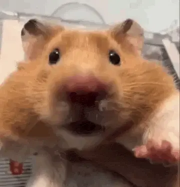 Funny Hamster Giggling Close-Up – free GIF download