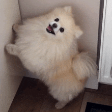 GIF