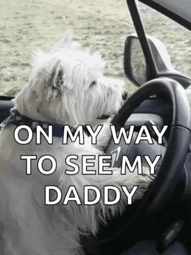 Scot Terriër Driving to Daddy