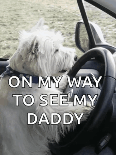 Scot Terriër Driving to Daddy