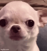 GIF tso los ntawm ꨄ𝐃ꨄ