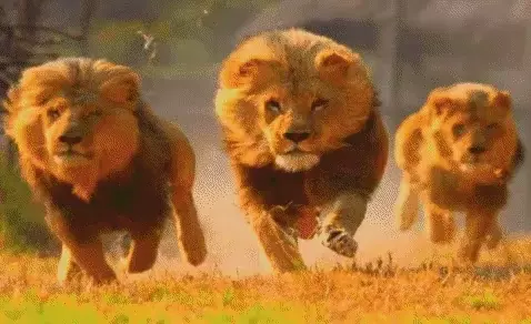 Three Lions Running