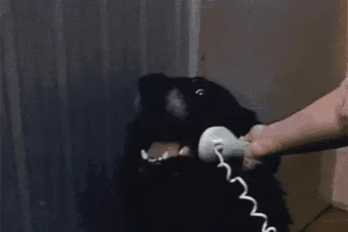 Dog Speaking on Phone – dog memes meme GIF free download no watermark 2026