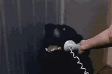 Dog Speaking on Phone