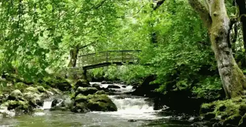 Serene Forest River with Wooden Bridge
