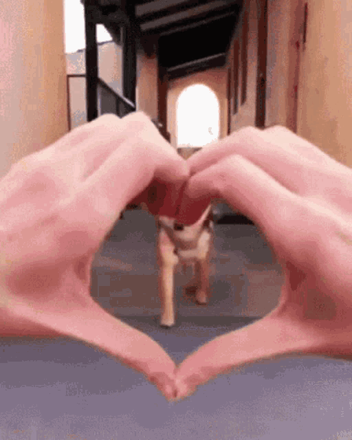 Cute Shiba Inu Heart Hands & Squish