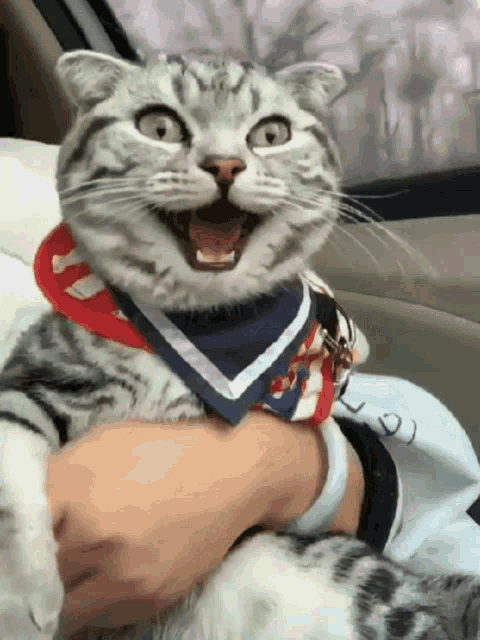 Funny Cat Reacts with Wide Eyes and Open Mouth