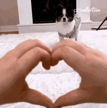 Adorable Dog Appears Through Heart Hands