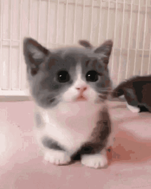 Adorable Kitten's Sad Hi