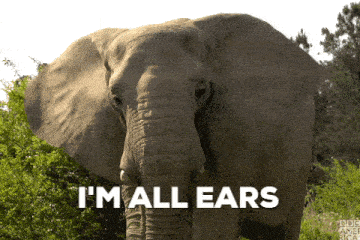 Veramesi Elephant: I'm All Ears