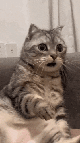 Shocked Surprised Cat Reaction