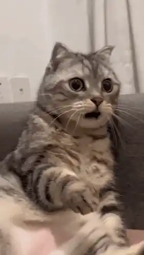 Shocked Surprised Cat Reaction