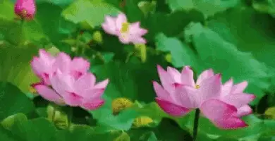 attachment