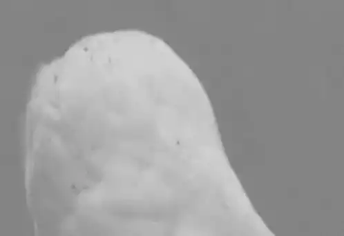 What Bird: Shocked Snowy Owl
