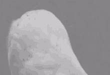 GIF 이미지