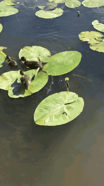Cute Ducklings on Lily Pads