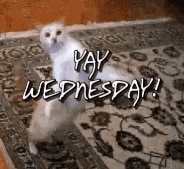 Yay Wednesday! Happy Cat Dance