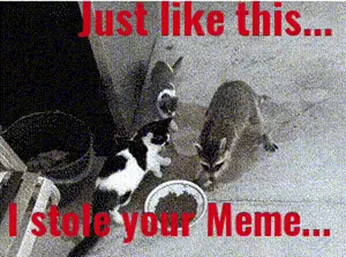 Raccoon Steals Meme from Cats