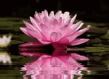 attachment