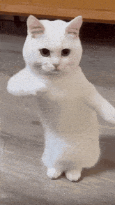 GIF