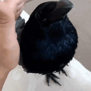Petting a Happy Crow