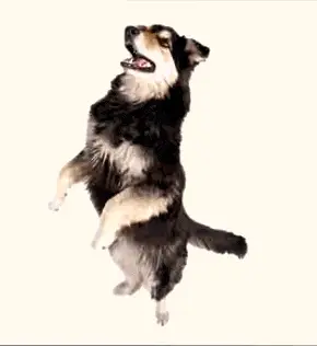 Paitroll Pai Troll Dog Standing