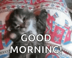 Kitten Kitty Says Good Morning