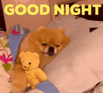 Cute Dog Says Good Night with Teddy Bear – free memes GIF download | meme platform