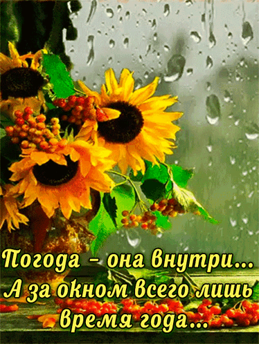 Цитата: Подсолнухи и погода
